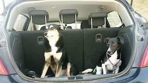 Zwei Hunde im Auto