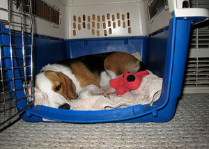 Beagle in einer Kunststoff Hundebox