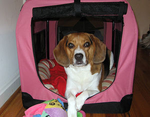 Beagle in einer faltbaren Softbox